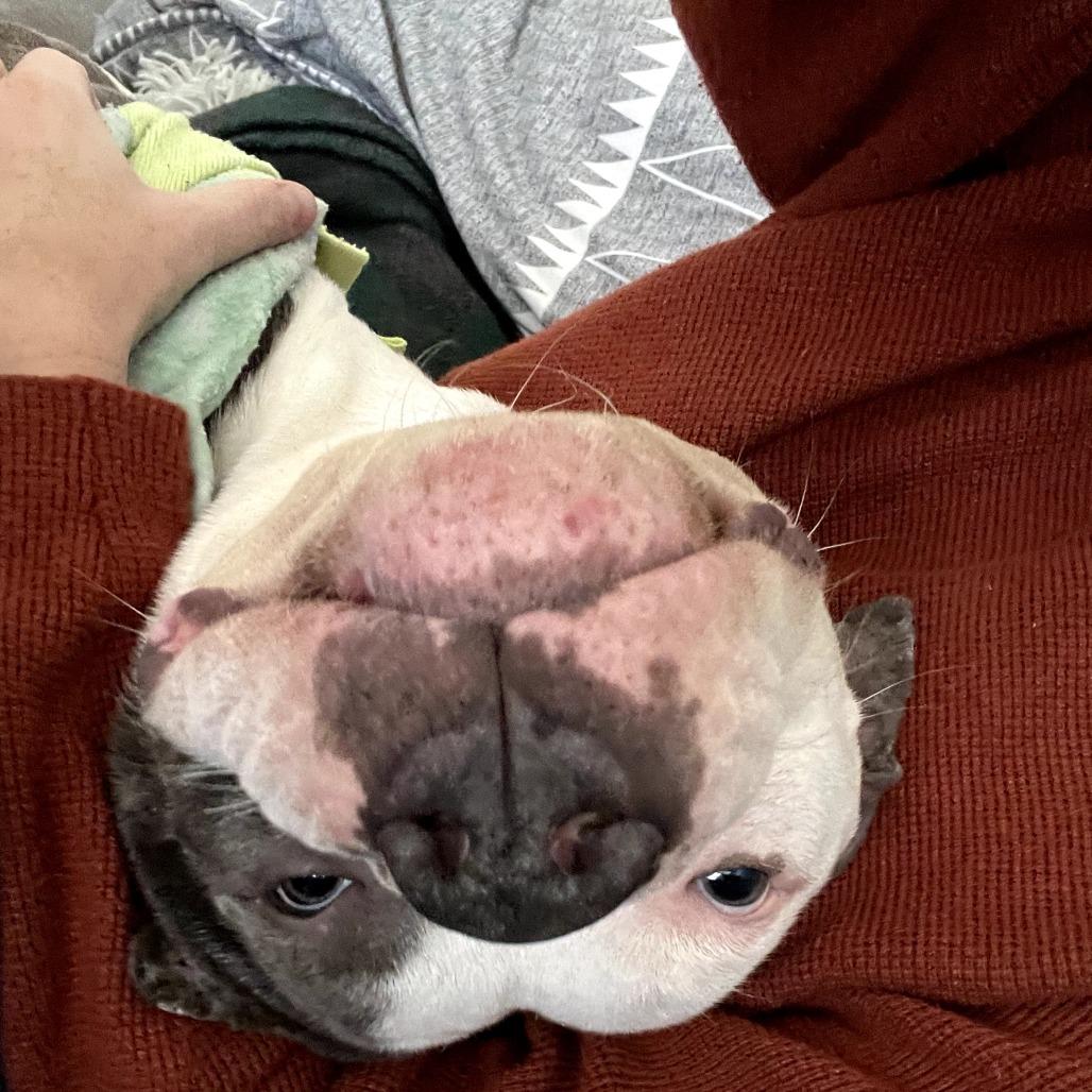 Gumbo, Adoptable, Adult Male Pit Bull Terrier.