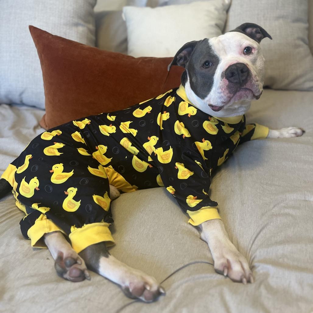 Enlarge Gumbo, a Adoptable Pit Bull Terrier in York, PA image 1/6