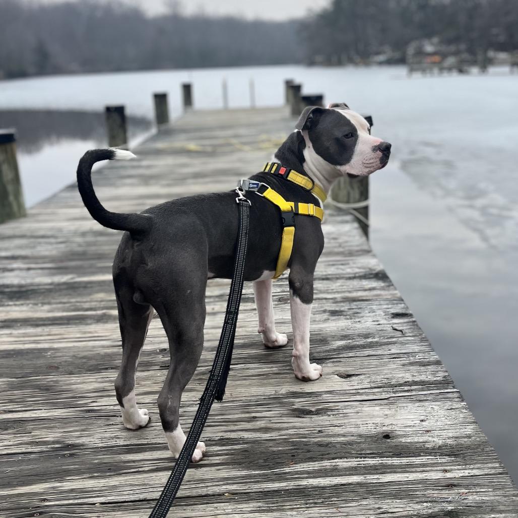 Gumbo, a Adoptable Pit Bull Terrier in Rockville, MD image 3/6