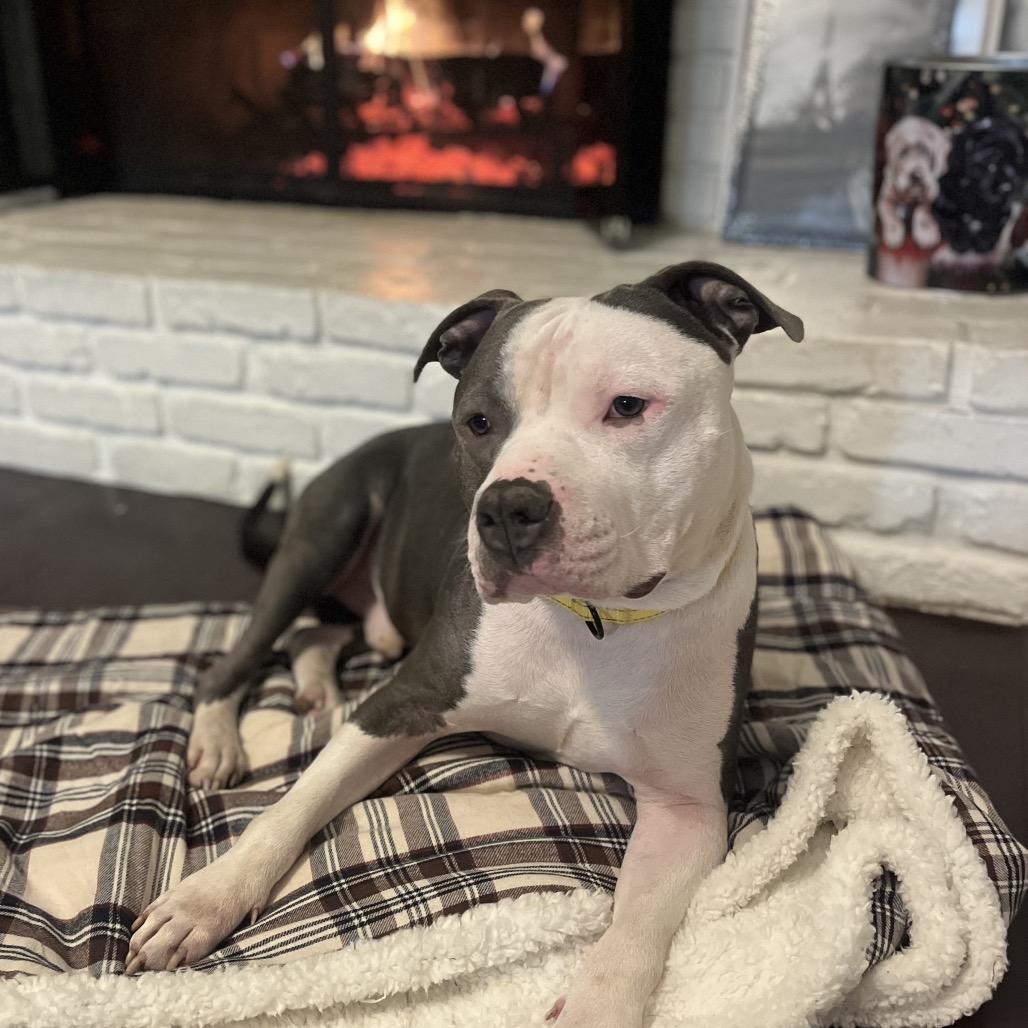 Enlarge Gumbo, a Adoptable Pit Bull Terrier in York, PA image 2/6
