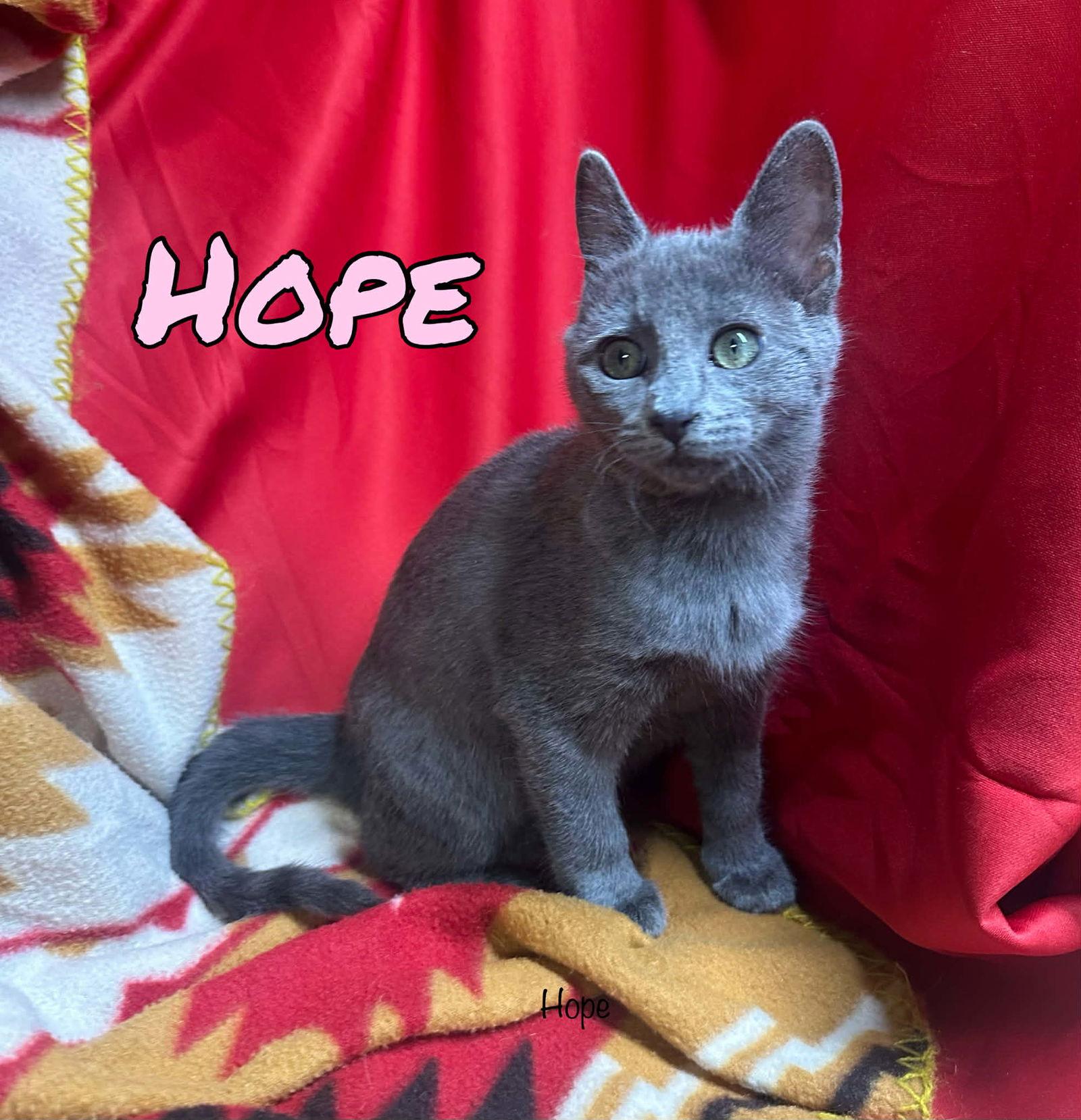 Hope, Adoptable, Young Female Domestic Short Hair & Tabby.