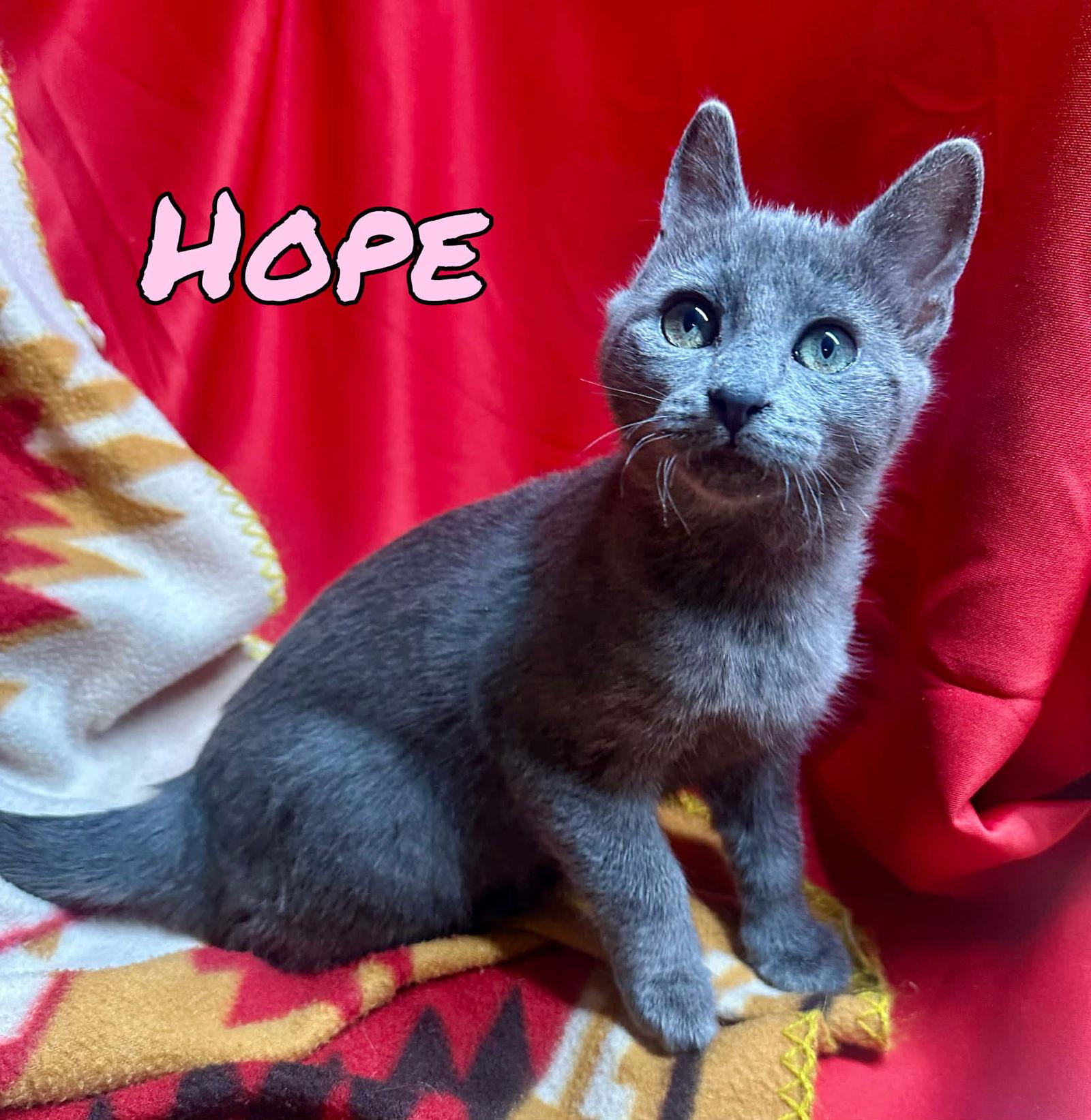 Enlarge Hope, a Adoptable mixed breed in Pleasanton, TX image 2/3