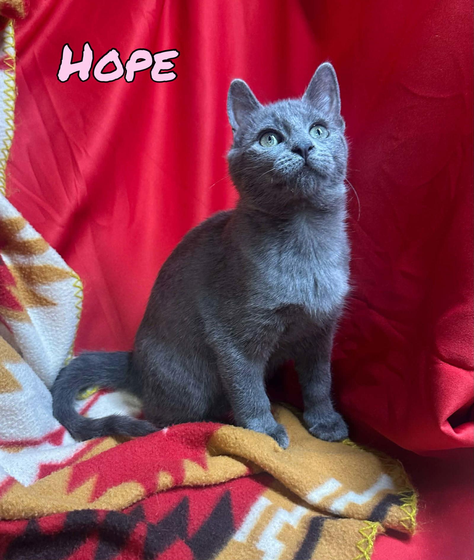 Enlarge Hope, a Adoptable mixed breed in Pleasanton, TX image 3/3