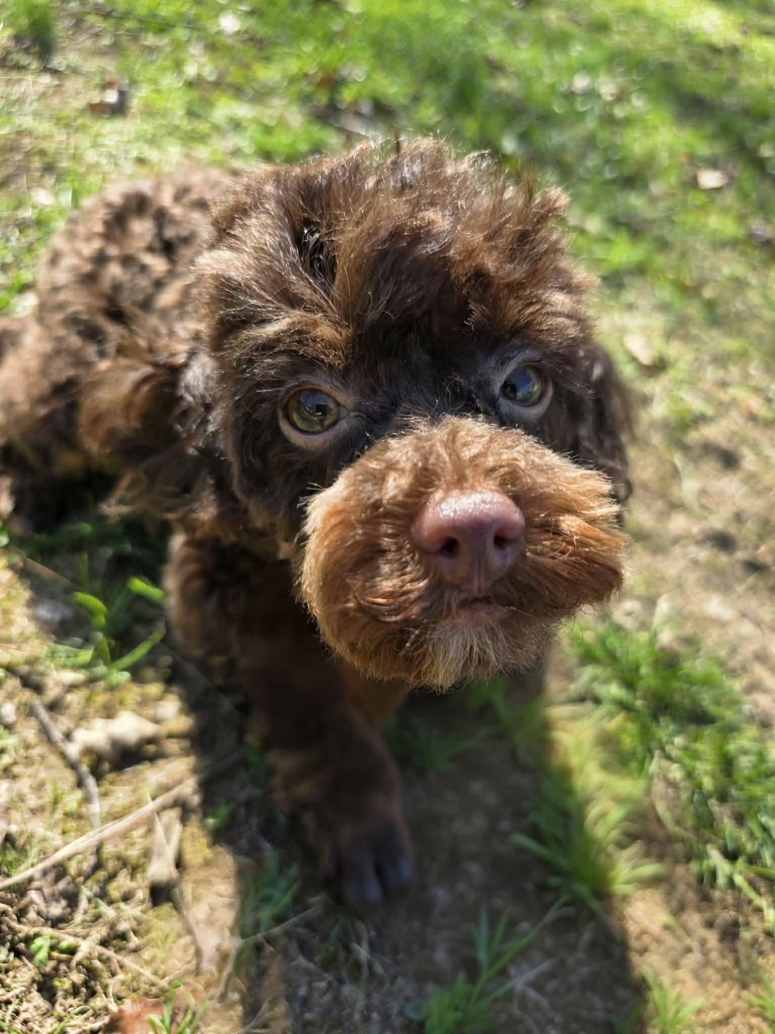 Enlarge Miley , an adopted Poodle (Toy) in Greensburg, PA image 2/6