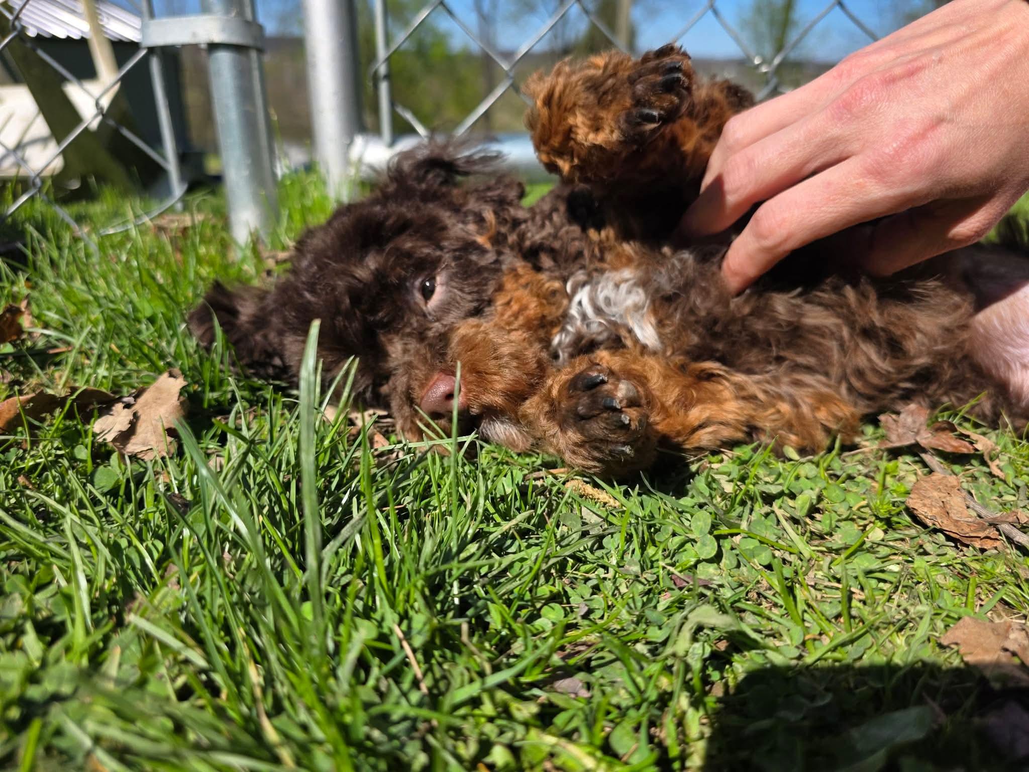 Enlarge Miley , an adopted Poodle (Toy) in Greensburg, PA image 4/6
