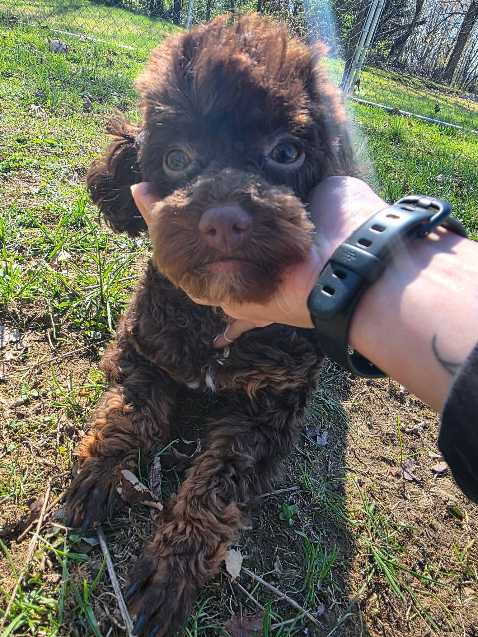 Enlarge Miley , an adopted Poodle (Toy) in Greensburg, PA image 3/6