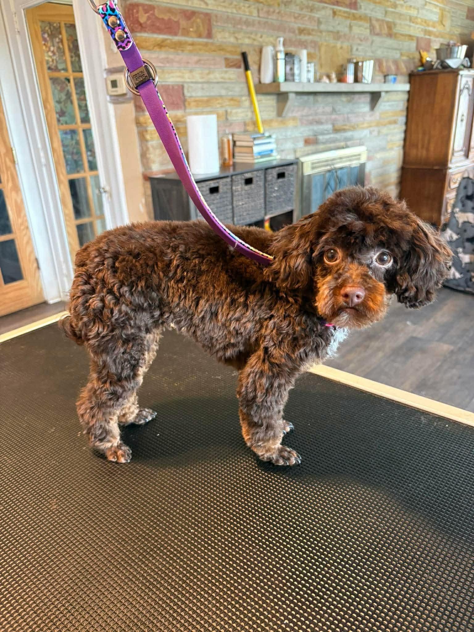 Enlarge Miley , an adopted Poodle (Toy) in Greensburg, PA image 5/6