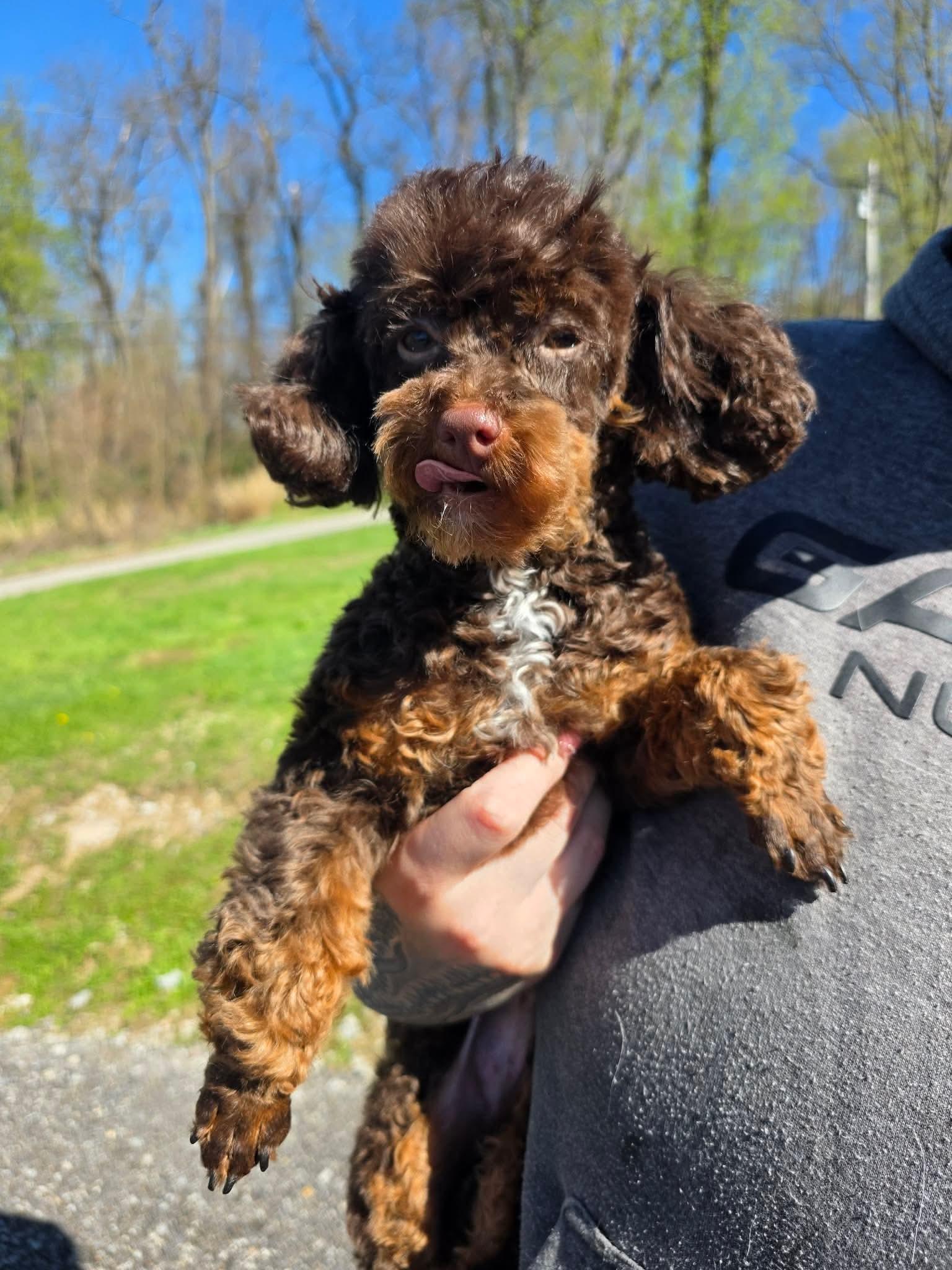 Miley , adopted, Puppy Female Poodle (Toy).