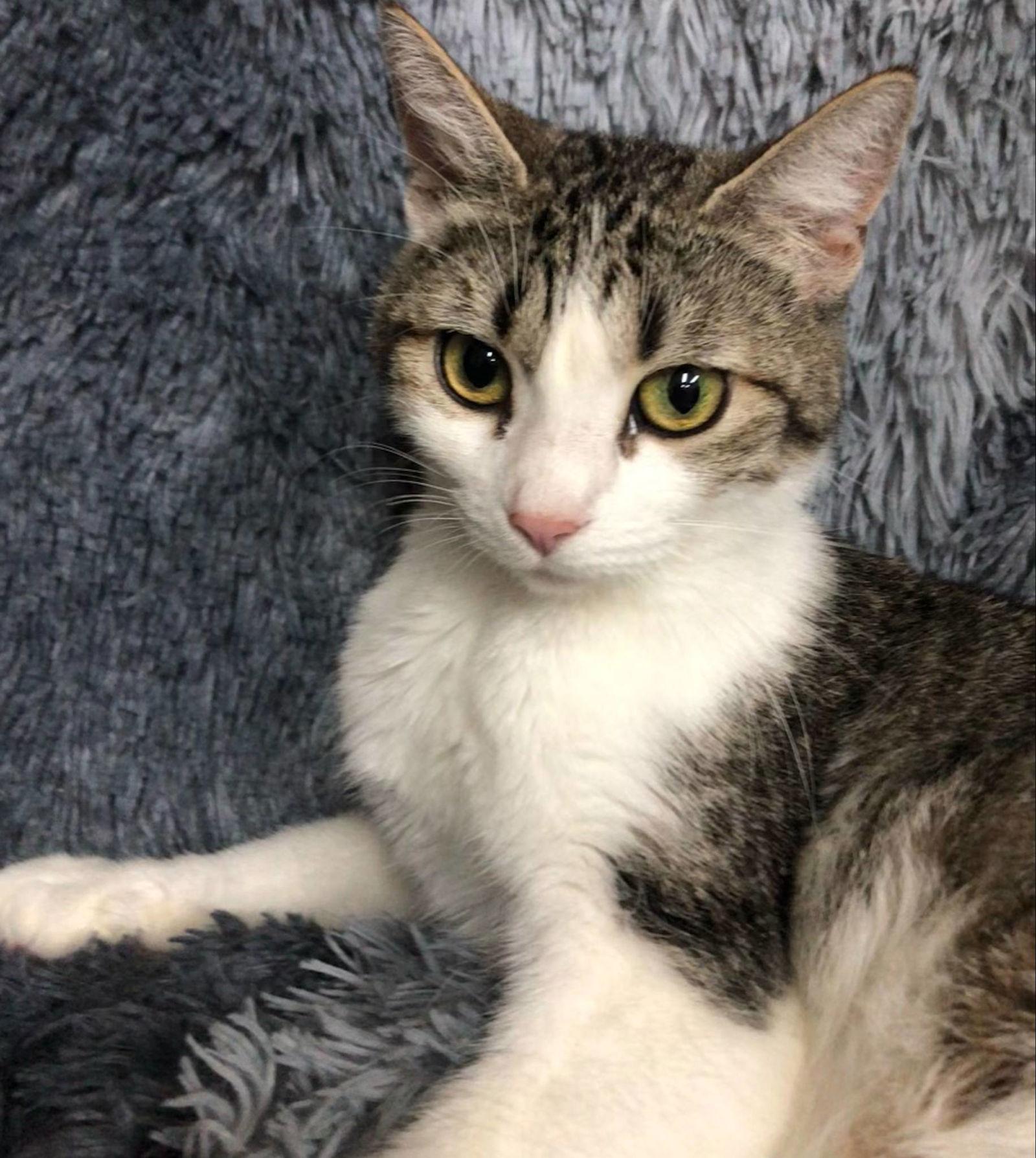 Enlarge Esme, a Adopted Domestic Short Hair in Forest Lake, MN image 1/2