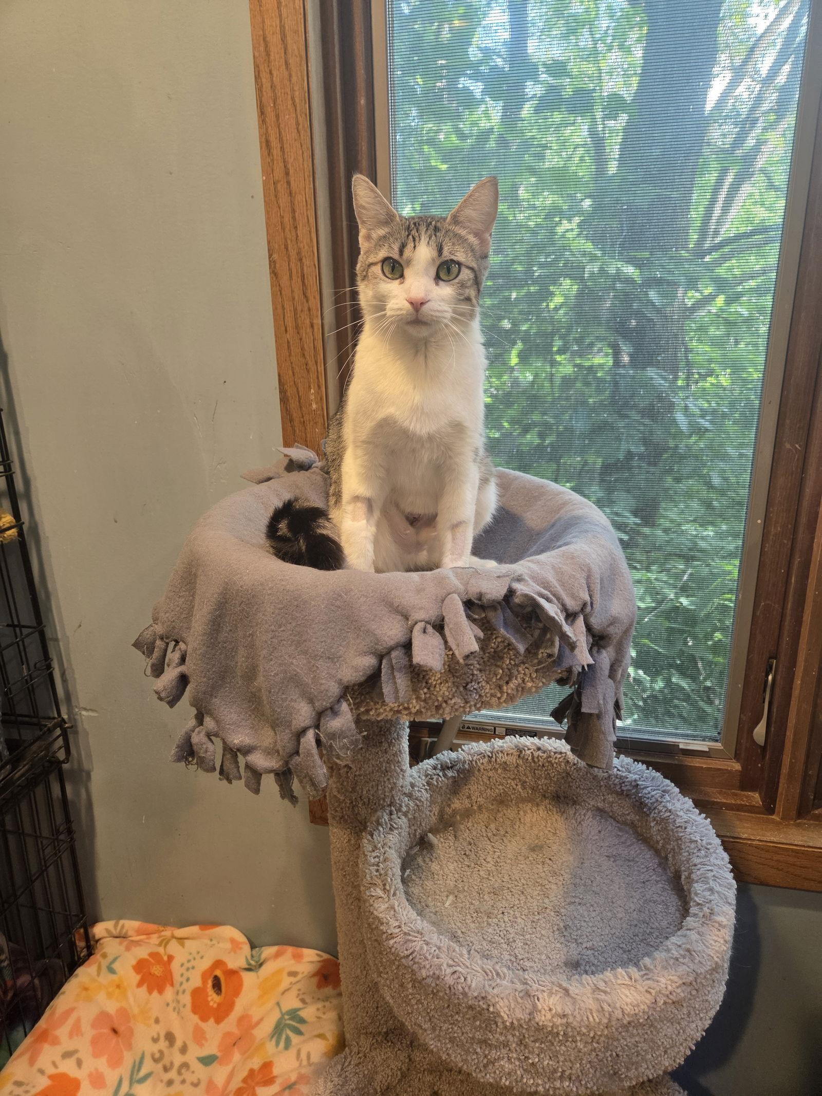 Enlarge Esme, a Adopted Domestic Short Hair in Forest Lake, MN image 2/2