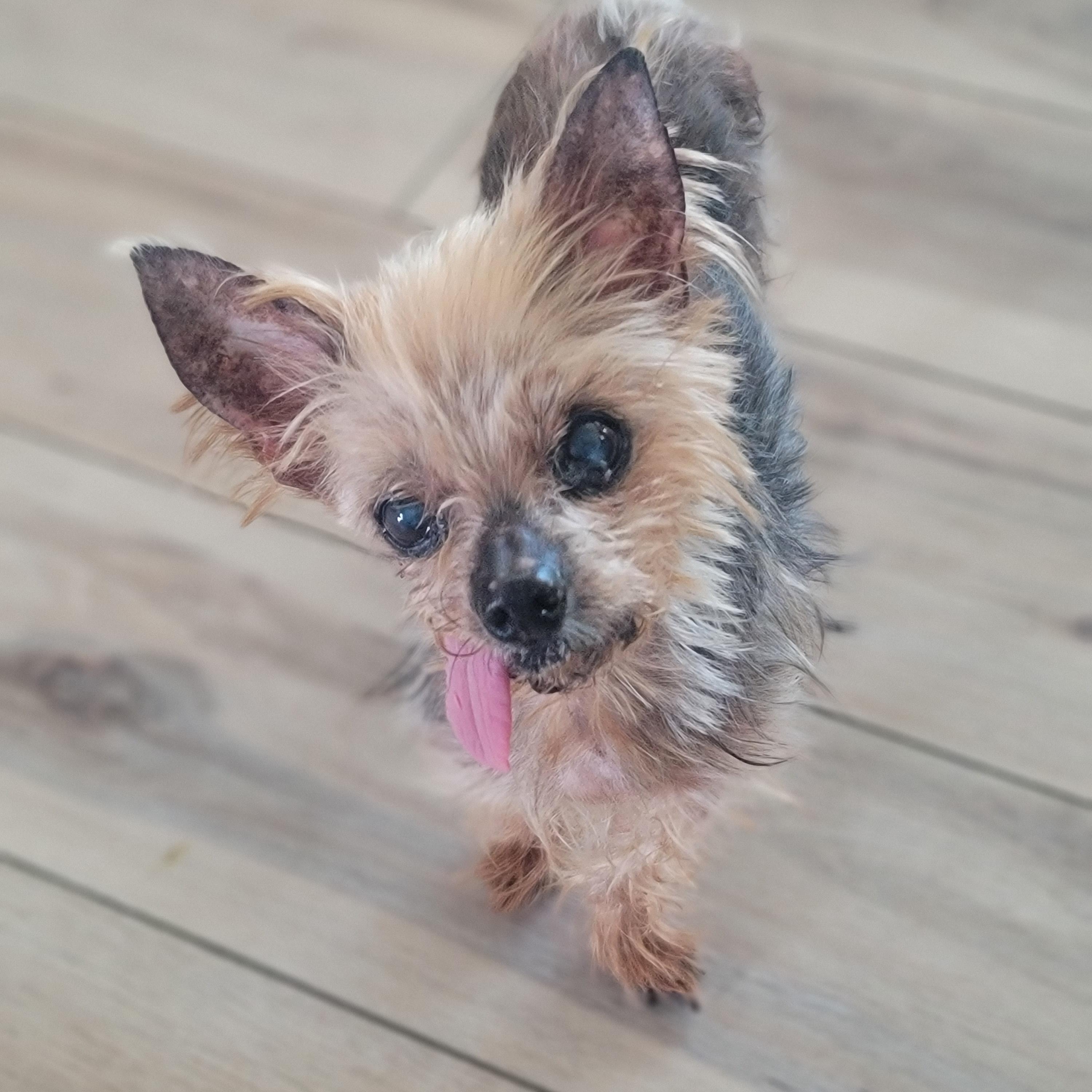 Martin, adopted, Senior Male Yorkshire Terrier.