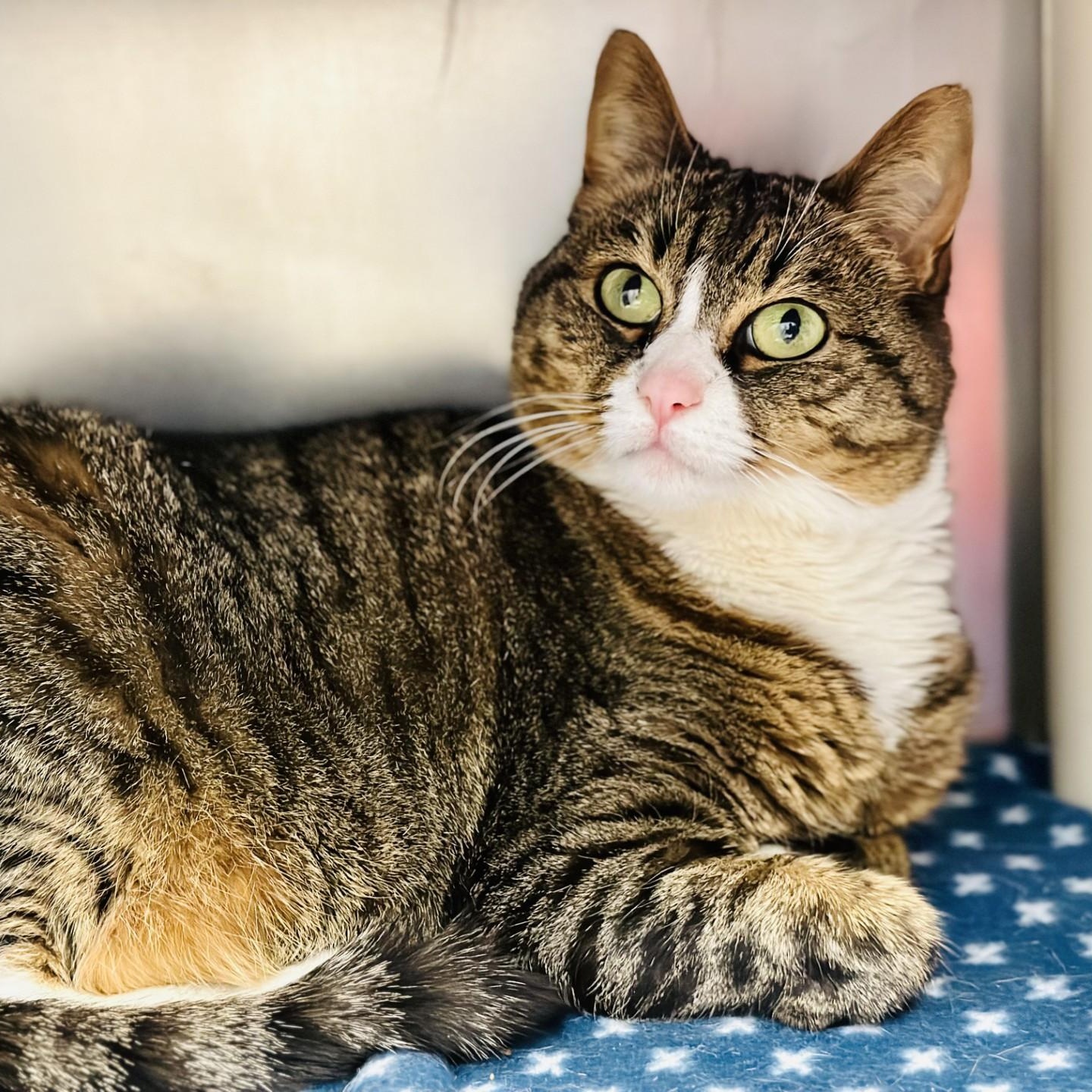 Enlarge Niki , a ADOPTABLE Domestic Short Hair in Manahawkin, NJ image 3/3