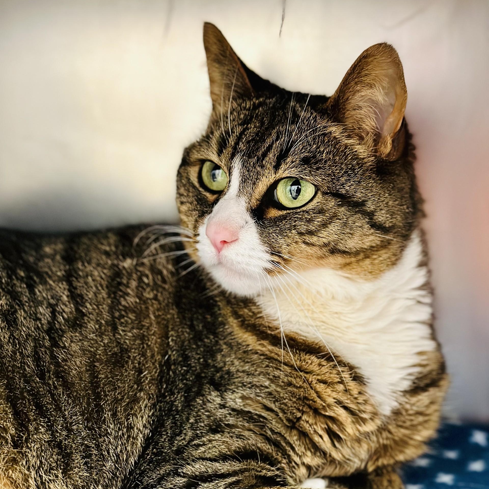 Enlarge Niki , a ADOPTABLE Domestic Short Hair in Manahawkin, NJ image 2/3