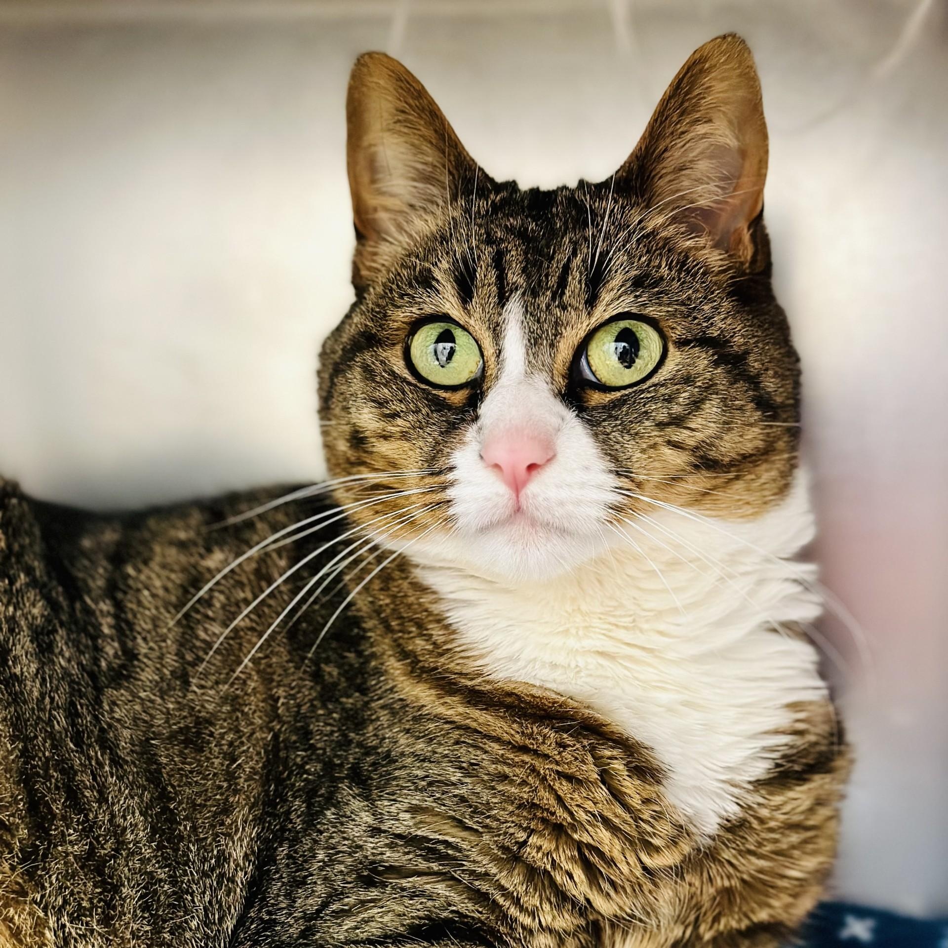 Enlarge Niki , a ADOPTABLE Domestic Short Hair in Manahawkin, NJ image 1/3