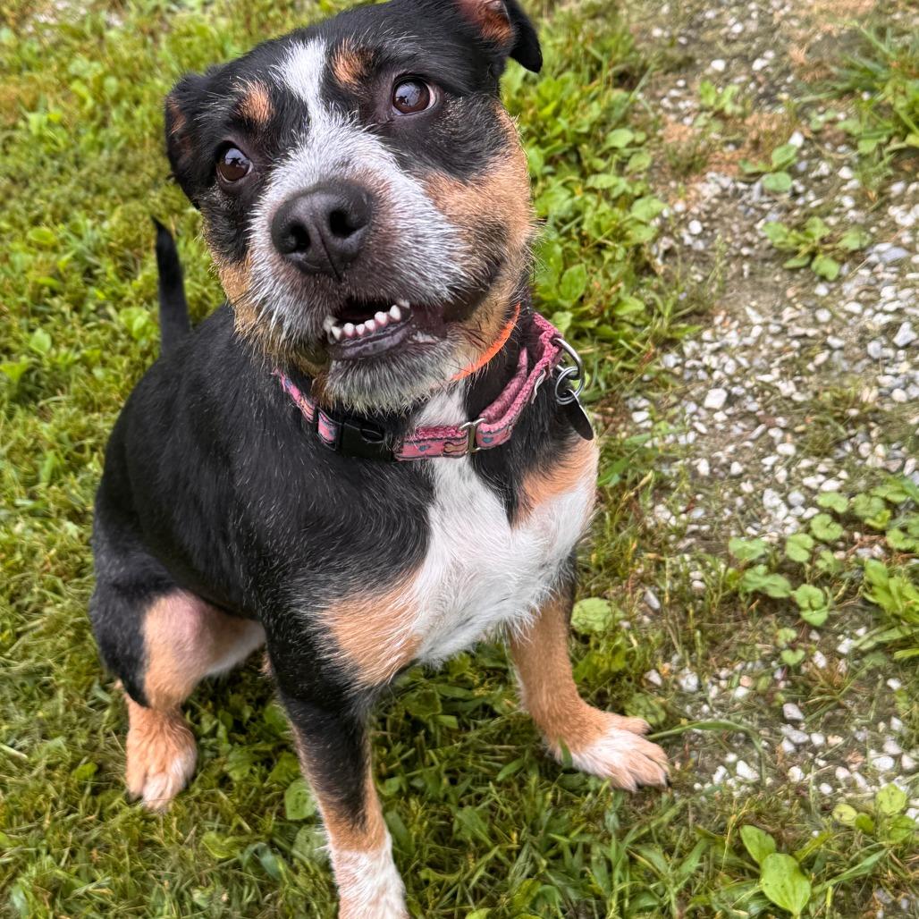 Molly, Adoptable, Adult Female Terrier & Mixed Breed.