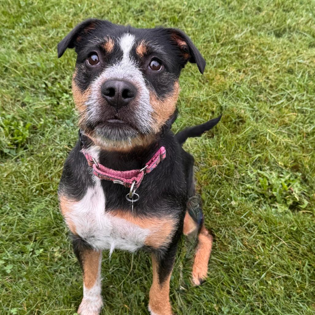 Enlarge Molly, a Adoptable mixed breed in Pittsford, VT image 2/2