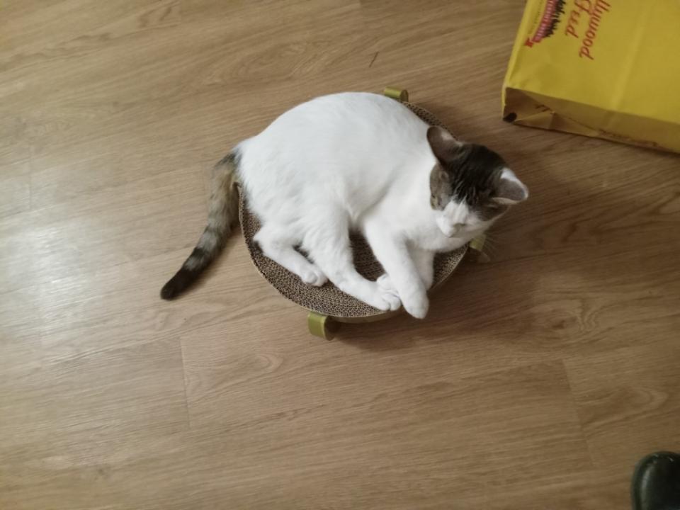 Tootsie Pop, a Adoptable Domestic Short Hair in Dayton, OH image 1/6