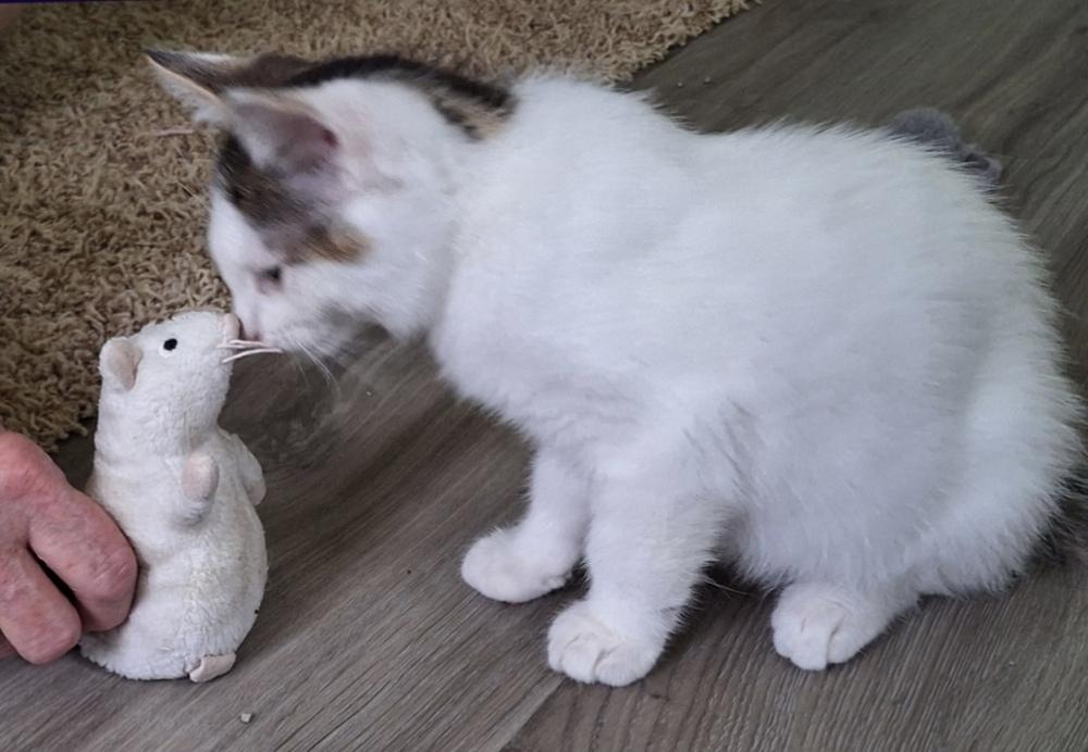 Enlarge Tootsie Pop, a Adoptable Domestic Short Hair in Dayton, OH image 1/4