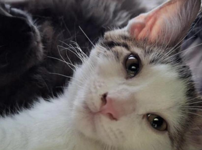 Enlarge Tootsie Pop, a Adoptable Domestic Short Hair in Dayton, OH image 2/4