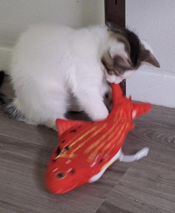 Enlarge Tootsie Pop, a Adoptable Domestic Short Hair in Dayton, OH image 3/4