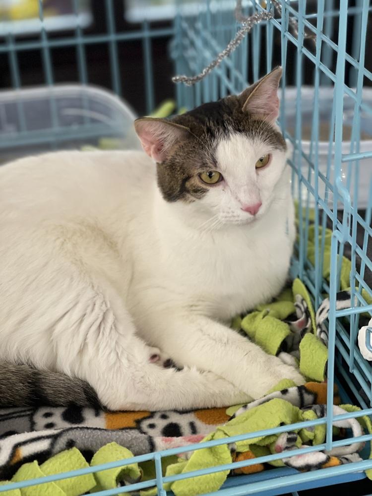 Enlarge Tootsie Pop, a Adoptable Domestic Short Hair in Dayton, OH image 5/6