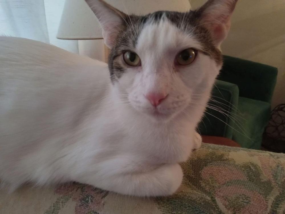 Tootsie Pop, a Adoptable Domestic Short Hair in Dayton, OH image 5/6