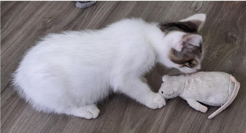 Enlarge Tootsie Pop, a Adoptable Domestic Short Hair in Dayton, OH image 4/4