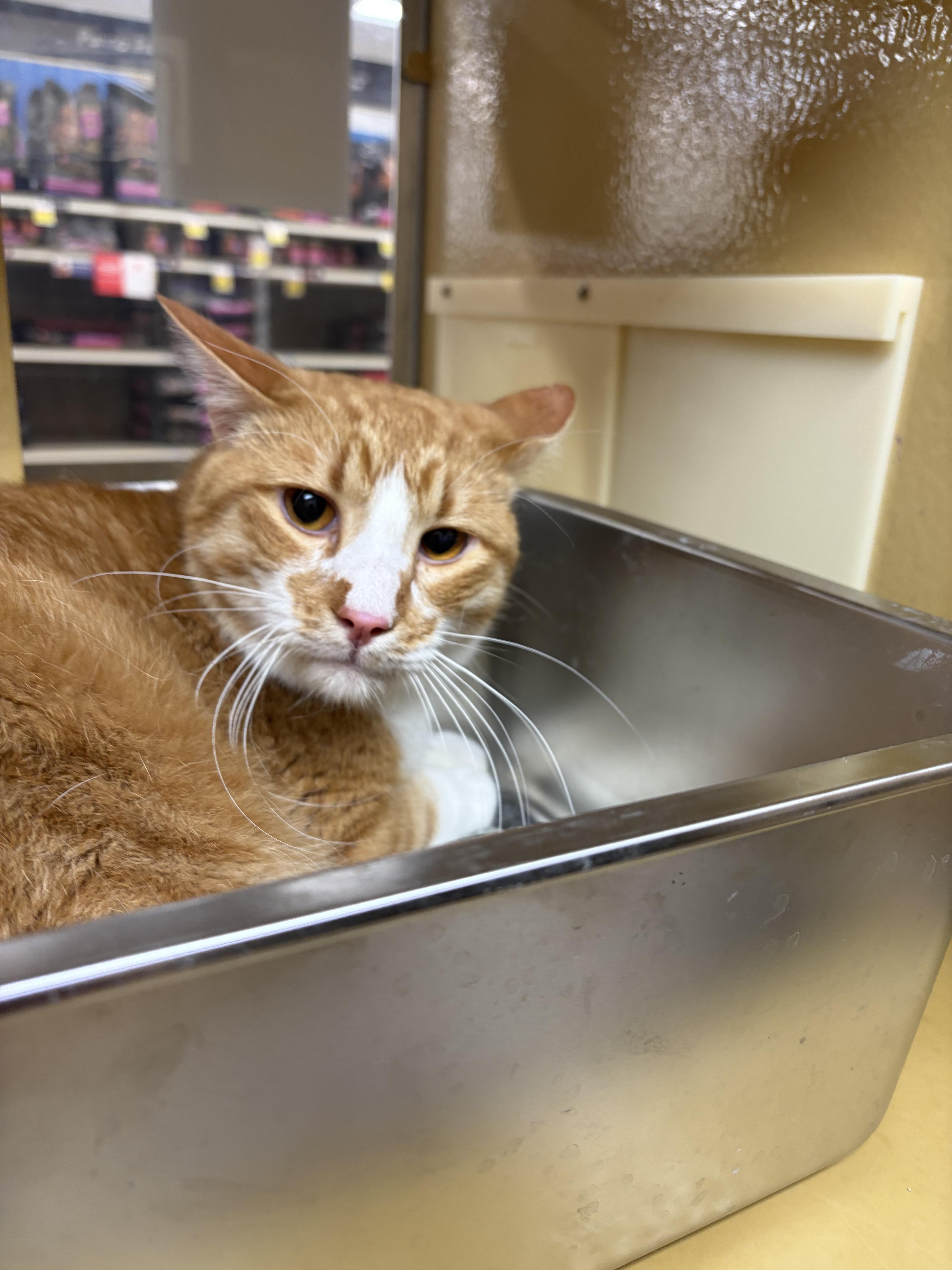Enlarge Bananas Foster, a Adoptable Domestic Short Hair in Log Lane Village, CO image 2/2