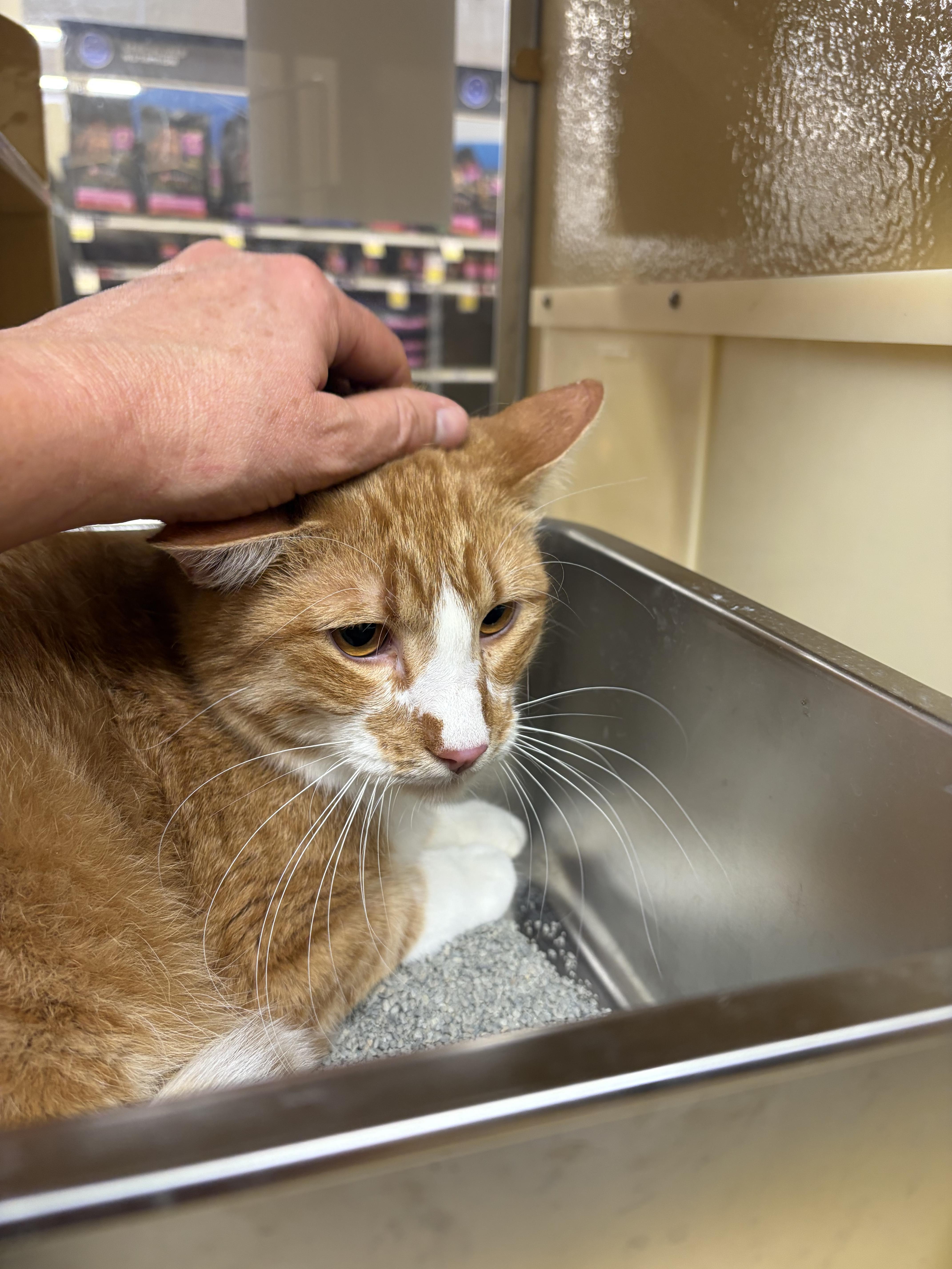 Bananas Foster, Adoptable, Adult Male Domestic Short Hair.