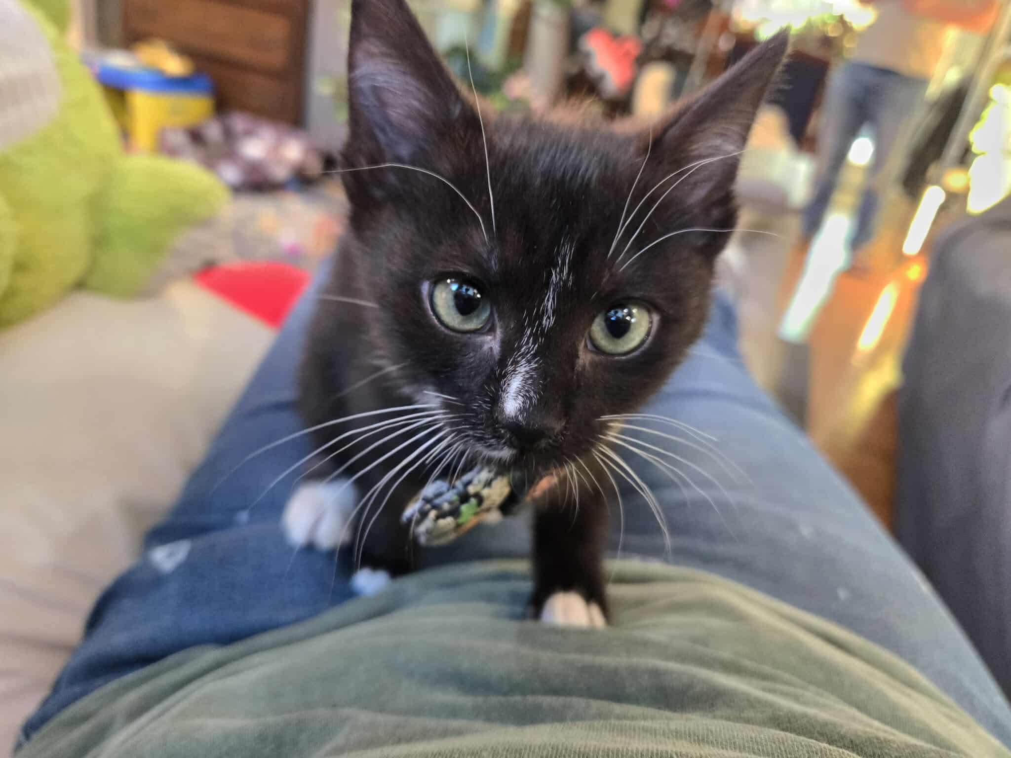 Pope, a Adopted Domestic Short Hair in Sterling, VA image 1/4