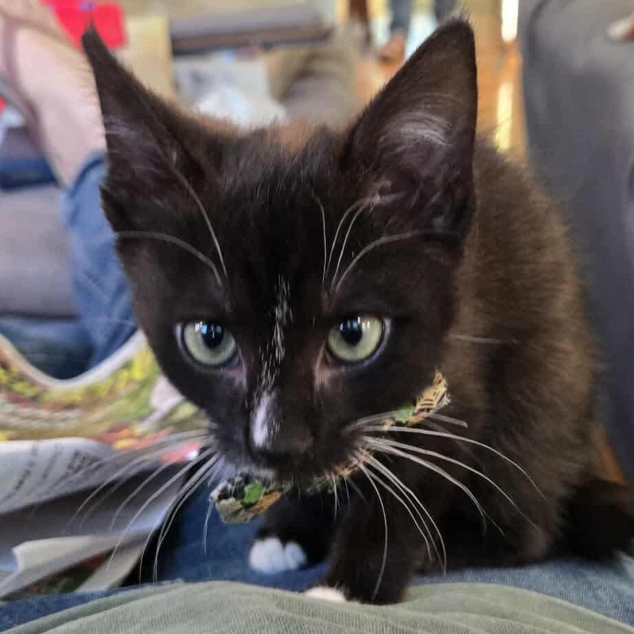 Pope, a Adopted Domestic Short Hair in Sterling, VA image 2/4