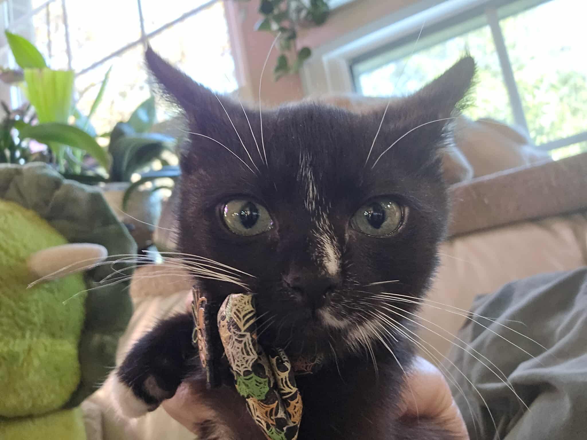 Pope, a Adopted Domestic Short Hair in Sterling, VA image 4/4