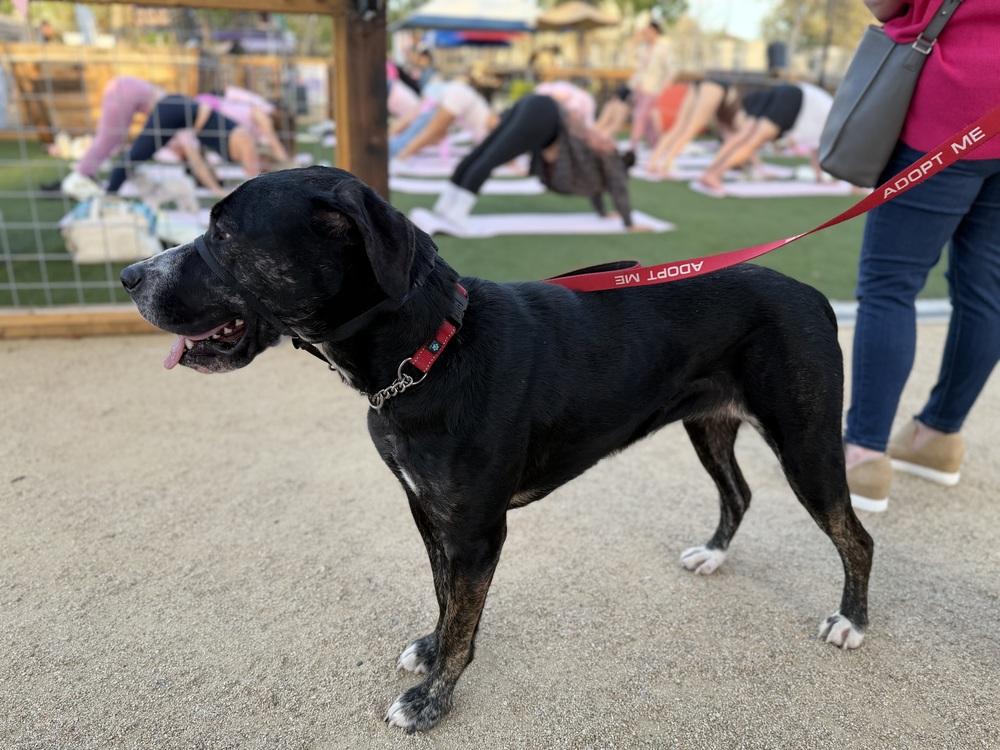 Nala, Adopted, Young Female Catahoula Leopard Dog & Labrador Retriever.