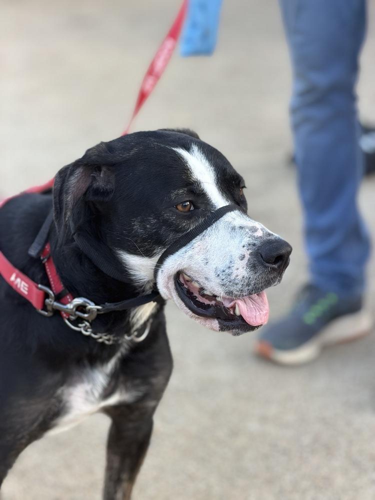 Enlarge Nala, a Adopted mixed breed in Pleasant Hill, CA image 2/5