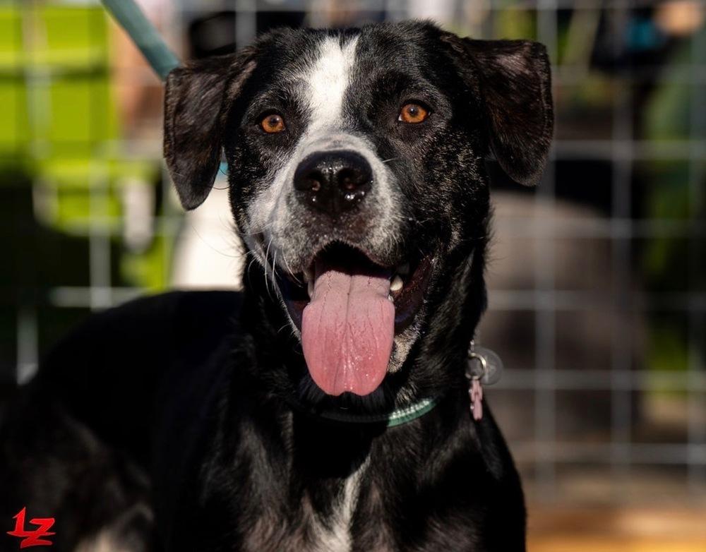 Enlarge Nala, a Adopted mixed breed in Pleasant Hill, CA image 3/5