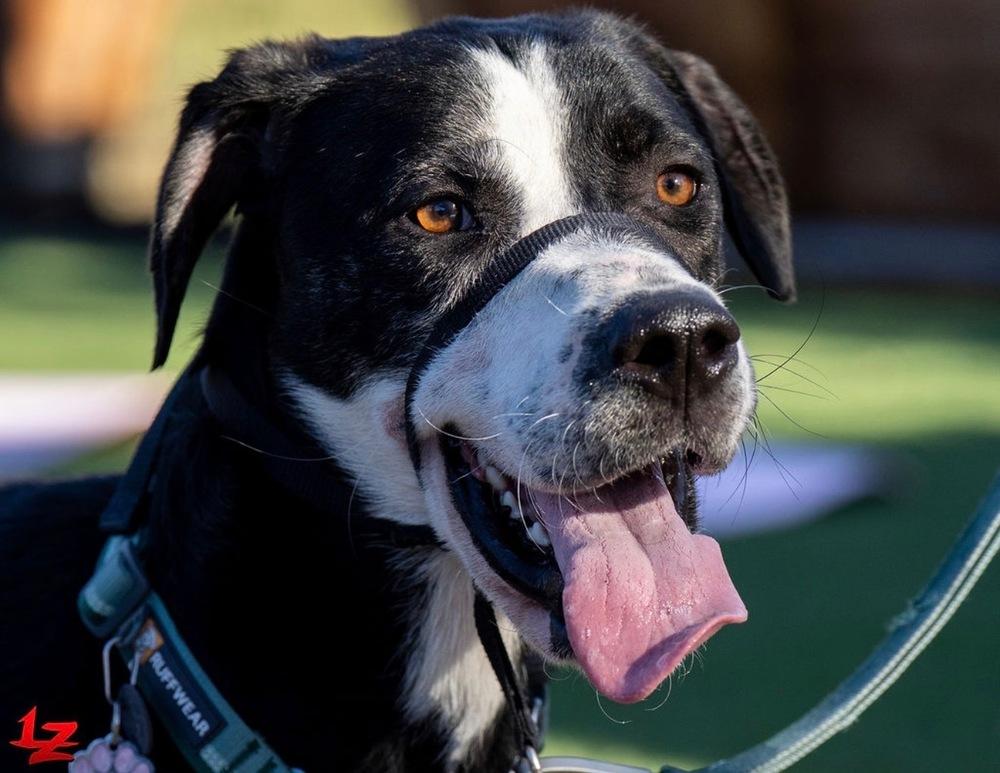 Enlarge Nala, a Adopted mixed breed in Pleasant Hill, CA image 4/5