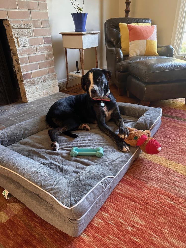 Enlarge Nala, a Adopted mixed breed in Pleasant Hill, CA image 5/5