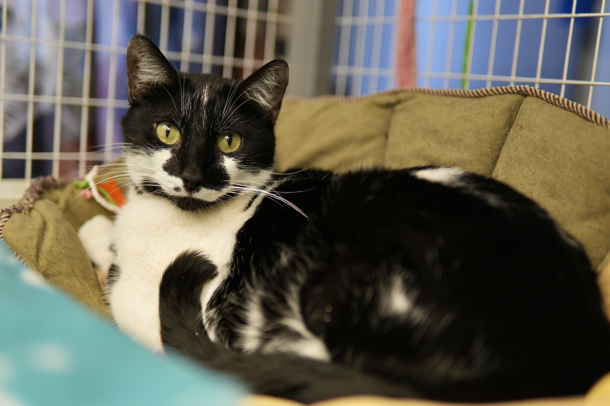 Taz, a Adoptable Domestic Short Hair in Davenport, IA image 1/6