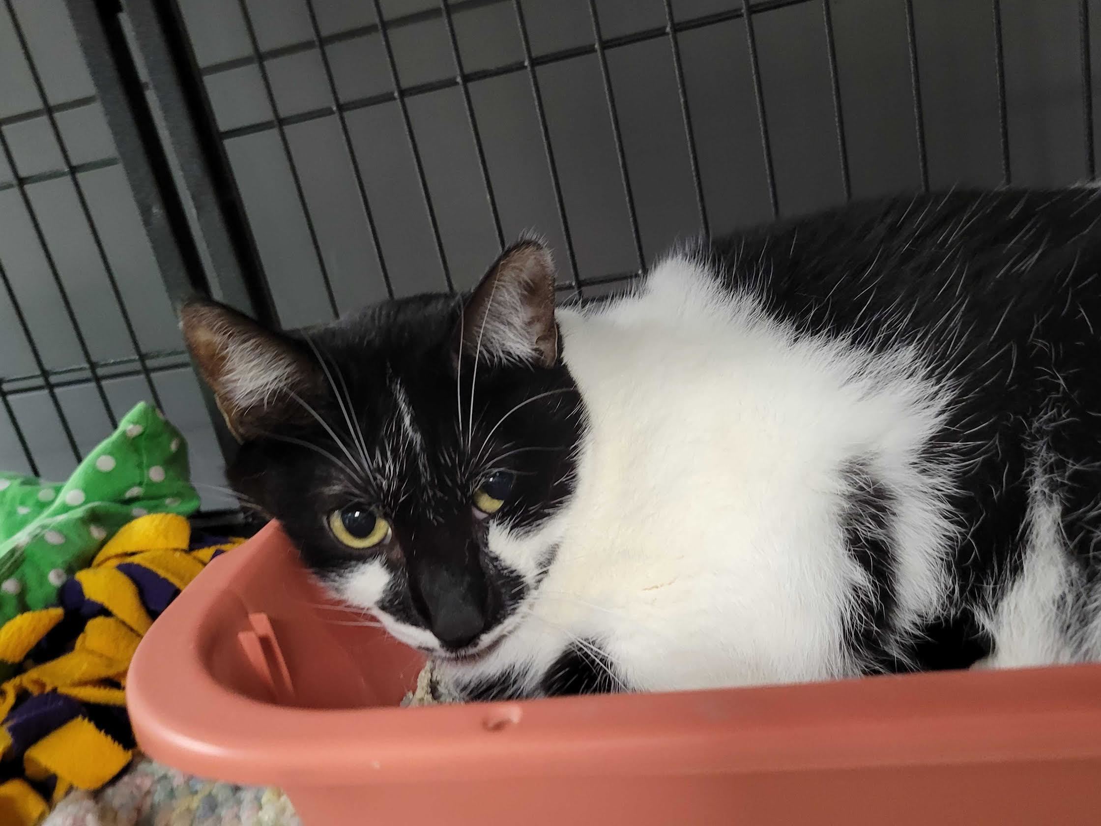 Taz, a Adoptable Domestic Short Hair in Davenport, IA image 2/6