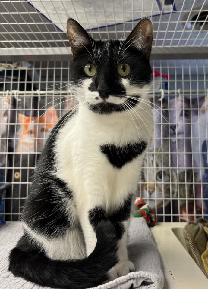 Taz, a Adoptable Domestic Short Hair in Davenport, IA image 3/6