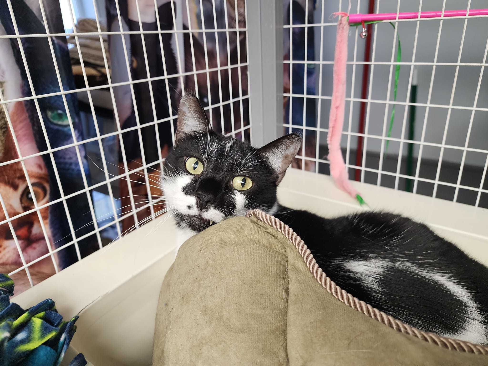 Taz, a Adoptable Domestic Short Hair in Davenport, IA image 4/6