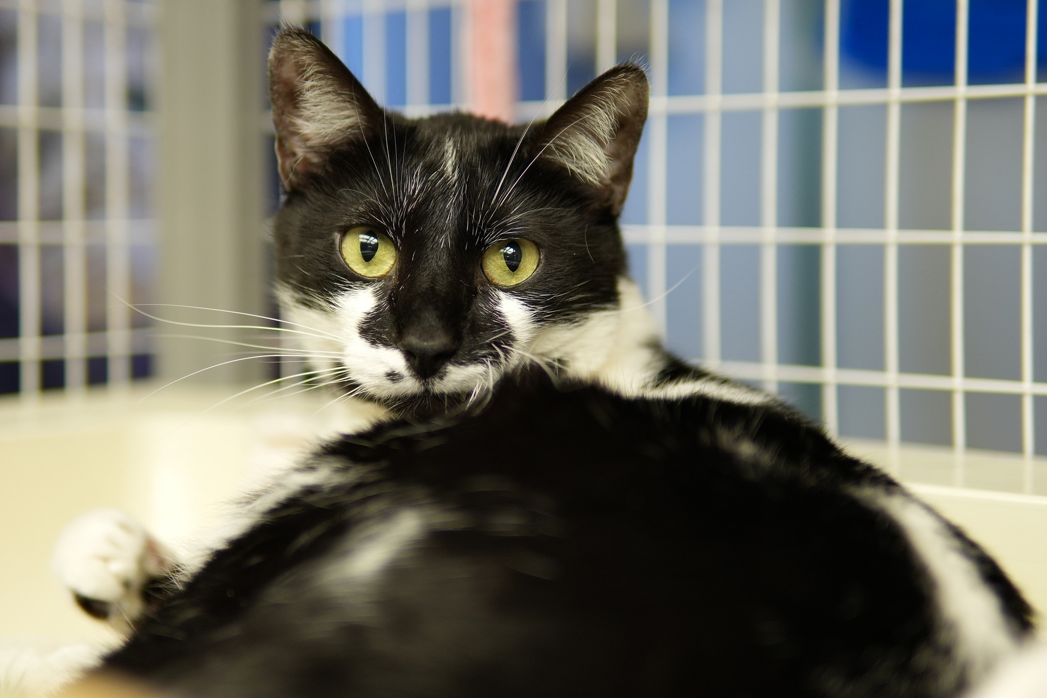 Taz, a Adoptable Domestic Short Hair in Davenport, IA image 5/6