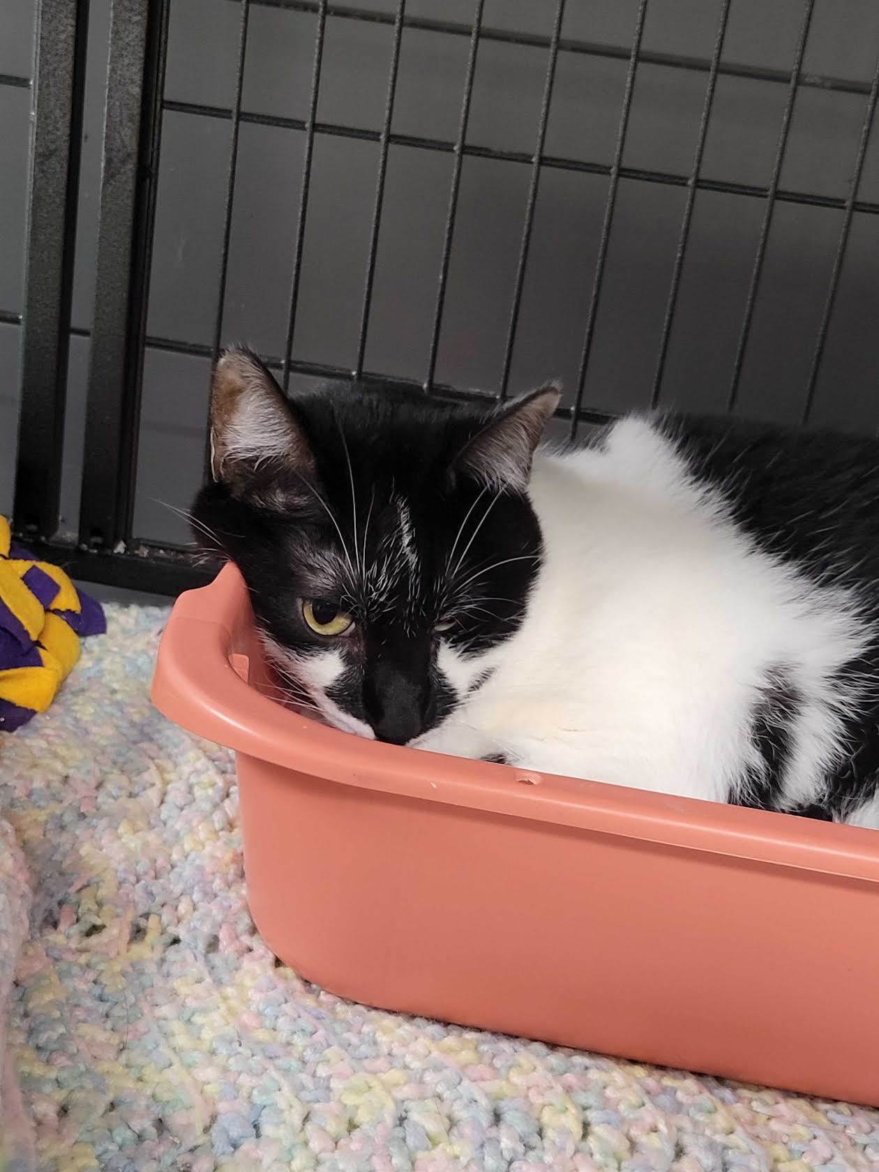 Taz, a Adoptable Domestic Short Hair in Davenport, IA image 6/6