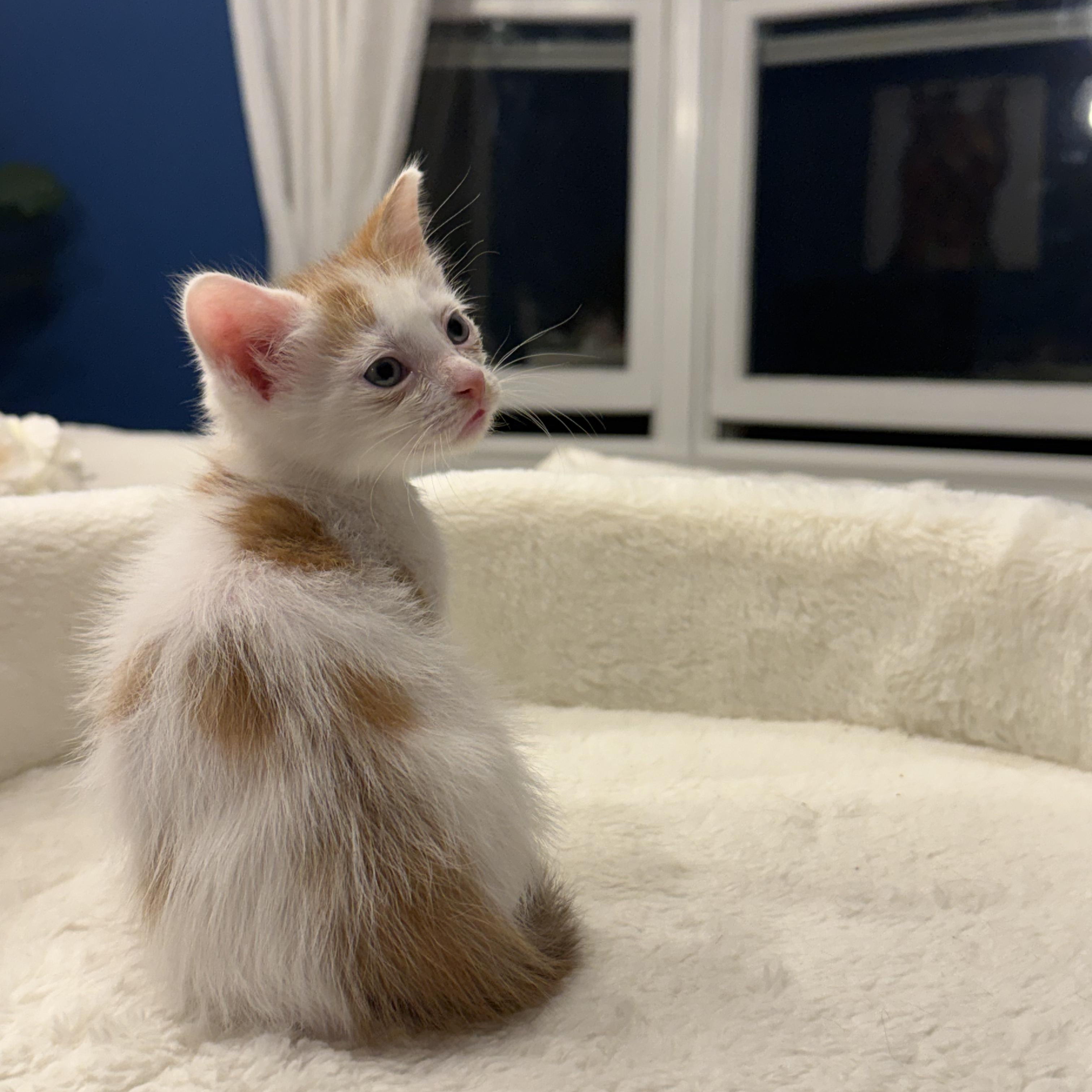 Enlarge August, a ADOPTABLE Domestic Short Hair in Moriches, NY image 2/2