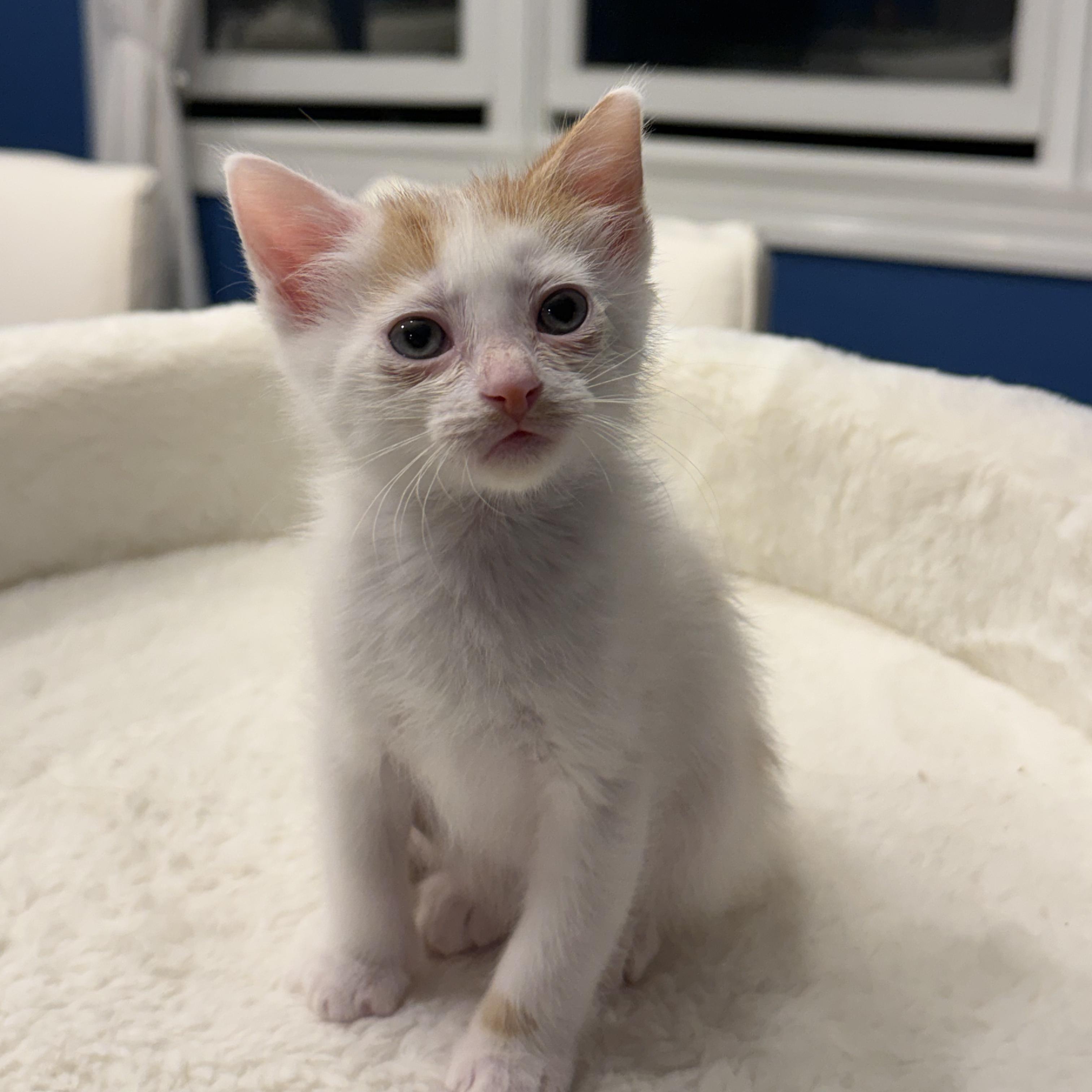August, ADOPTABLE, Kitten Male Domestic Short Hair.