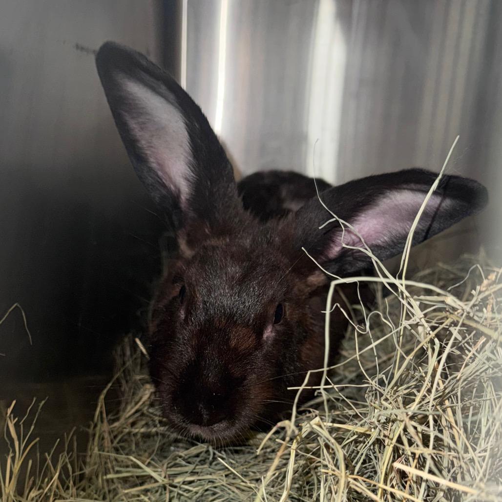 Flopsy, Adoptable, Baby Female New Zealand.