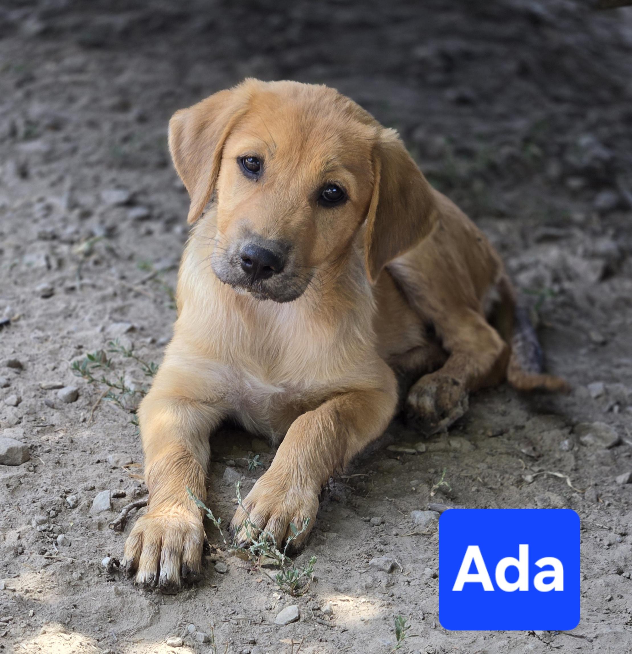 Enlarge Ada, an adopted mixed breed in Okemah, OK image 1/1