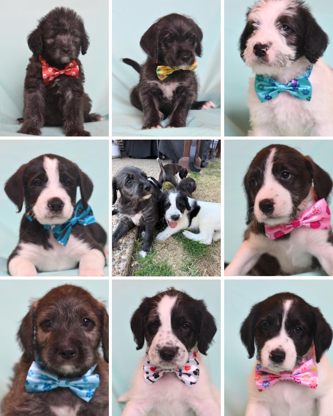 Louise's Puppies, ADOPTABLE, Puppy Male Poodle.