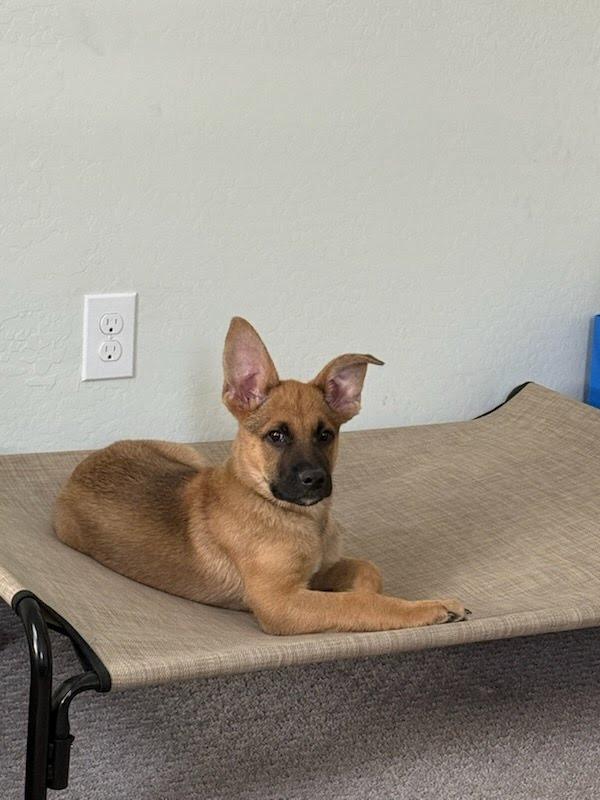 Plum, Adoptable, Puppy Male Pit Bull Terrier & German Shepherd Dog.