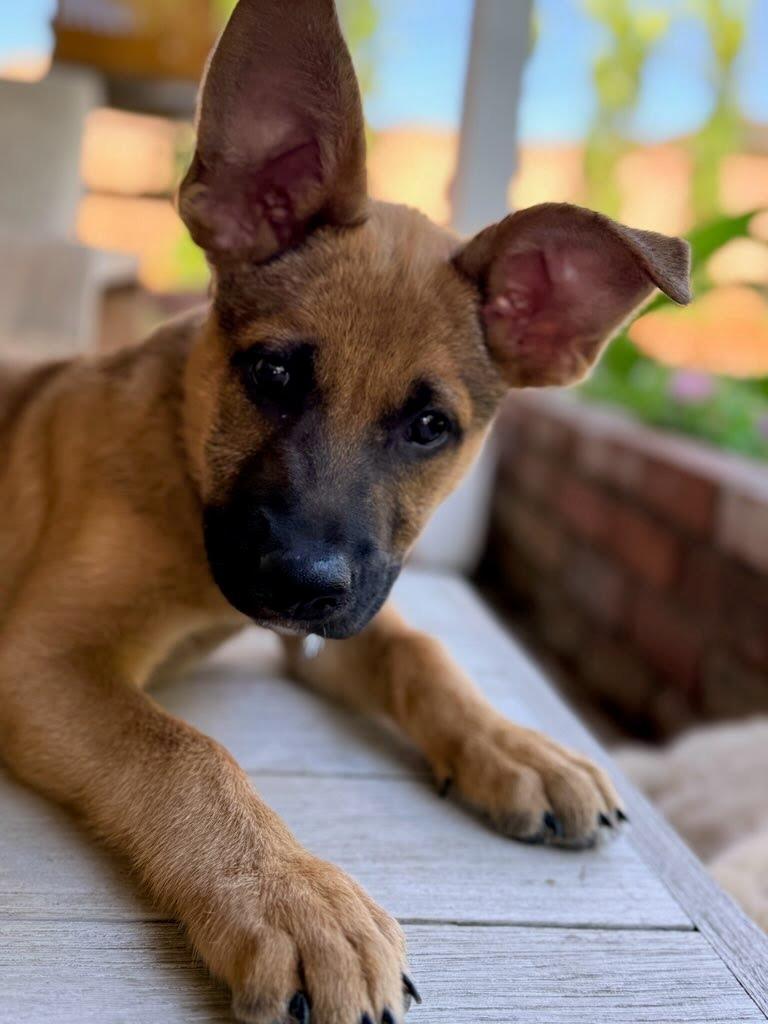 Plum, a Adoptable mixed breed in Phoenix, AZ image 2/6